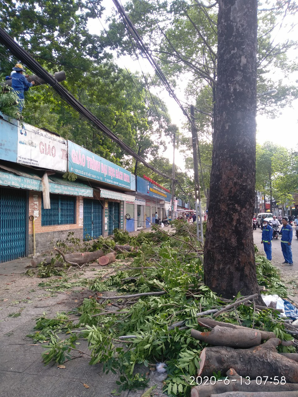 C&acirc;y xanh ng&atilde; đổ trong đ&ecirc;m - Ảnh 7.