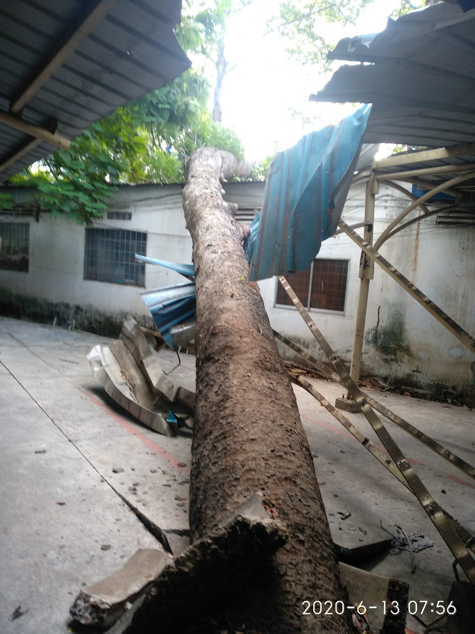 C&acirc;y xanh ng&atilde; đổ trong đ&ecirc;m - Ảnh 8.