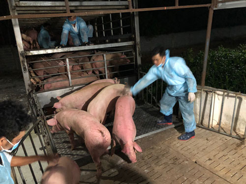Lấy heo Thái "đè" giá heo Việt