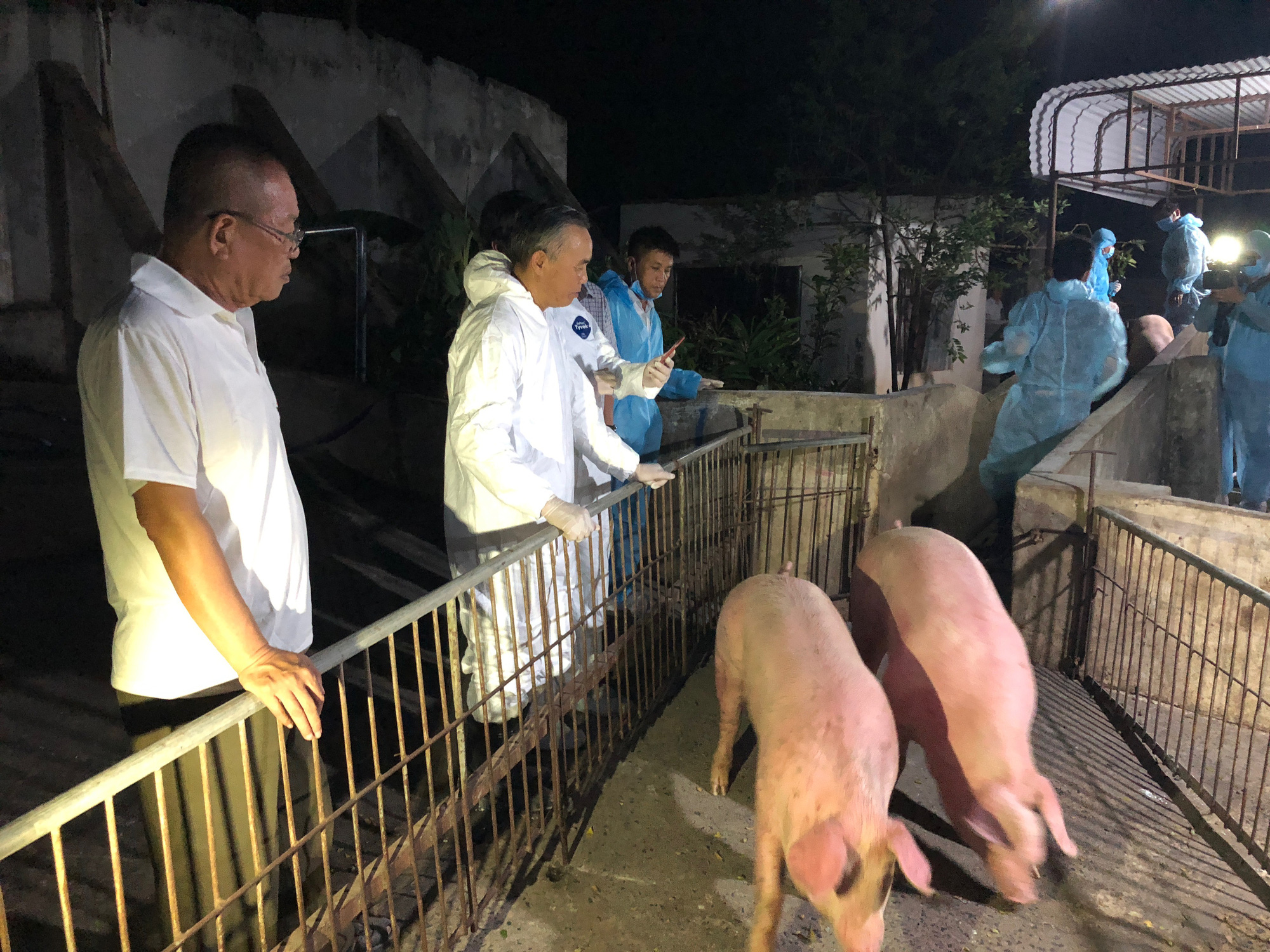 Heo Thái Lan vừa tới cửa khẩu đã gặp "sự cố"