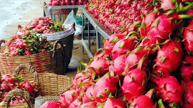 Hết “một mình một chợ”, thanh long Việt Nam cần cạnh tranh “sòng phẳng” tại Trung Quốc