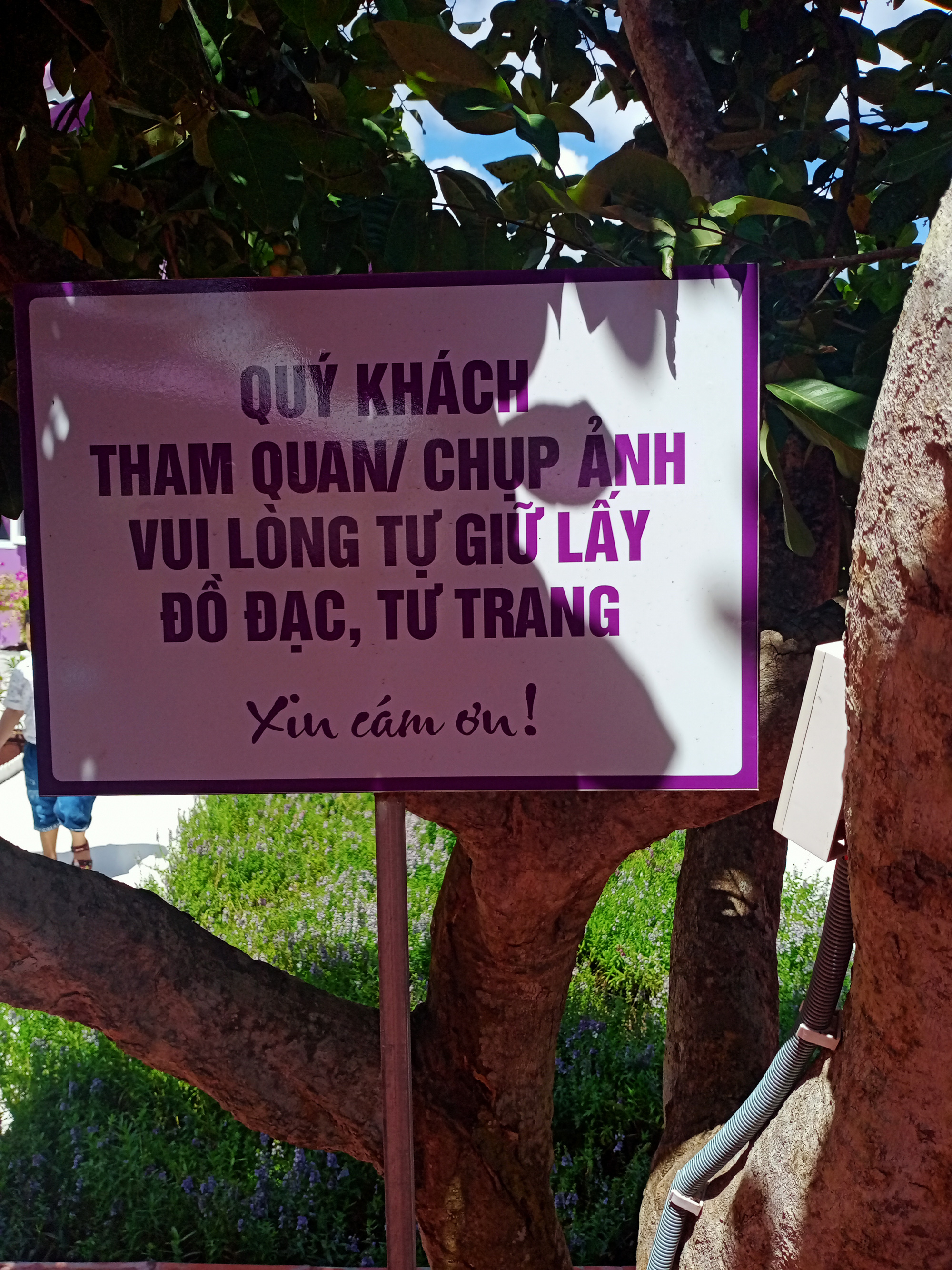 CLIP: Căn nh&agrave; m&agrave;u t&iacute;m ở Cần Thơ &ldquo;đốn tim&rdquo; du kh&aacute;ch - Ảnh 21.