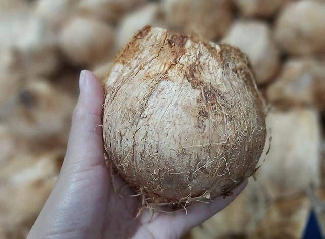 Ngày bán 5.000 quả dừa tí hon, hàng lạ gây sốt ngày nắng cháy