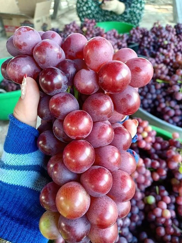 Nho không hạt bán tràn lan, dân buôn hoa quả vạch mặt sự thật bất ngờ - Ảnh 4.