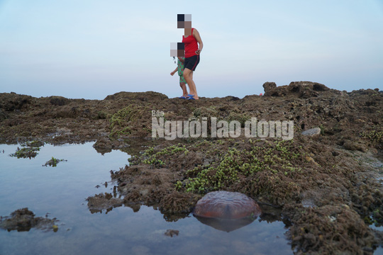 Quảng Ngãi: Nguy cơ rạn san hô ở gành Yến bị phá nát