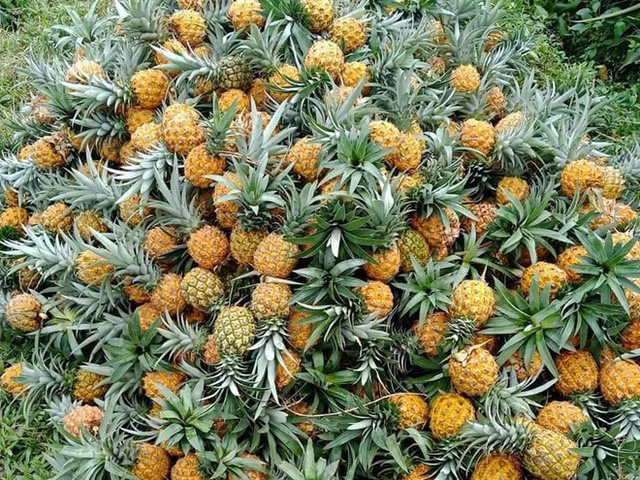 Thực hư dứa Thái mini nhỏ bằng nắm tay siêu ngọt, giá "sập sàn" 10.000 đồng/kg