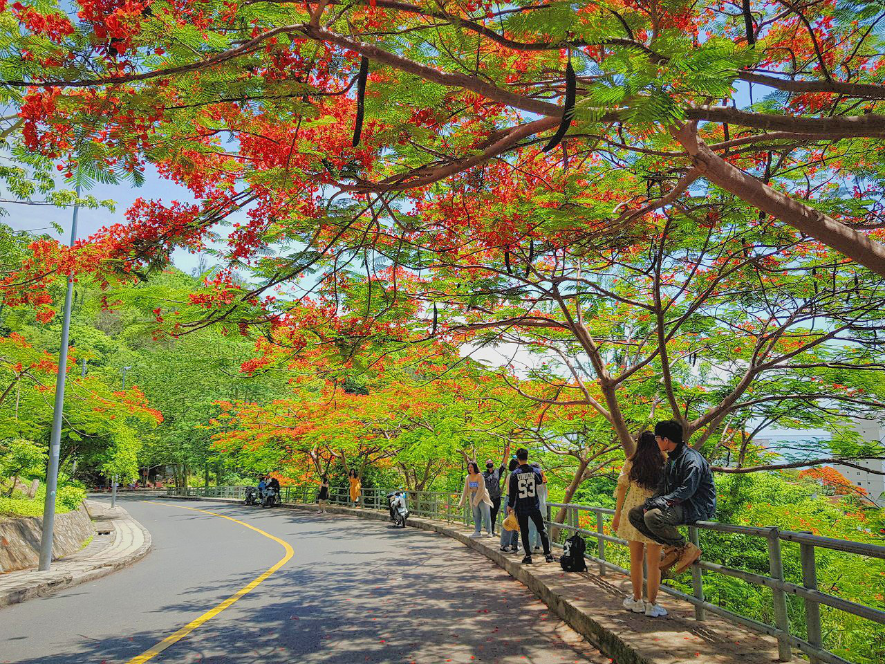 Giới trẻ Sài Gòn truyền tai nhau trải nghiệm "con đường mùa hè" đẹp nhất thành phố biển Vũng Tàu