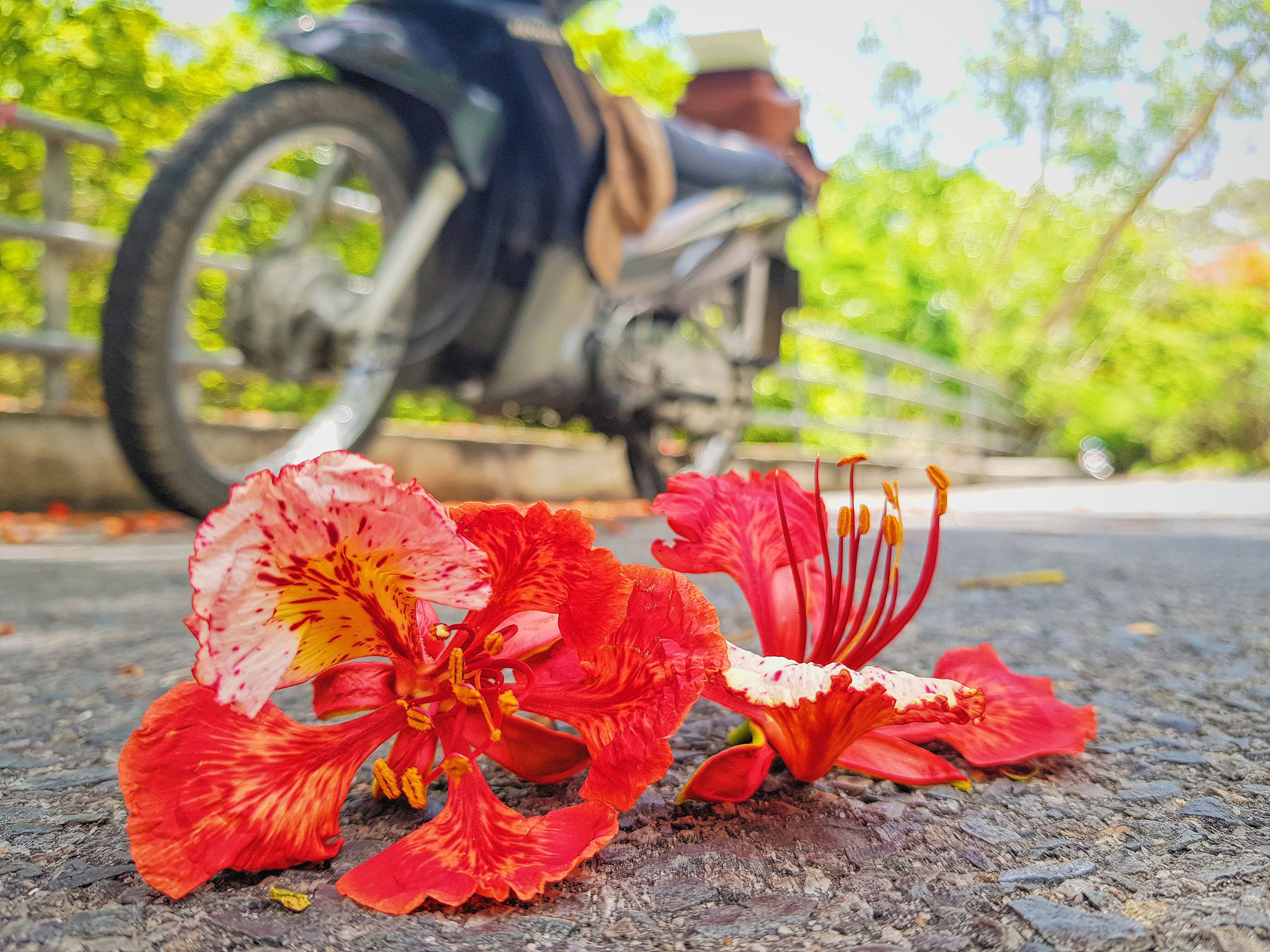 Giới trẻ S&agrave;i G&ograve;n truyền tai nhau trải nghiệm con đường m&ugrave;a h&egrave; đẹp nhất th&agrave;nh phố biển Vũng T&agrave;u - Ảnh 5.