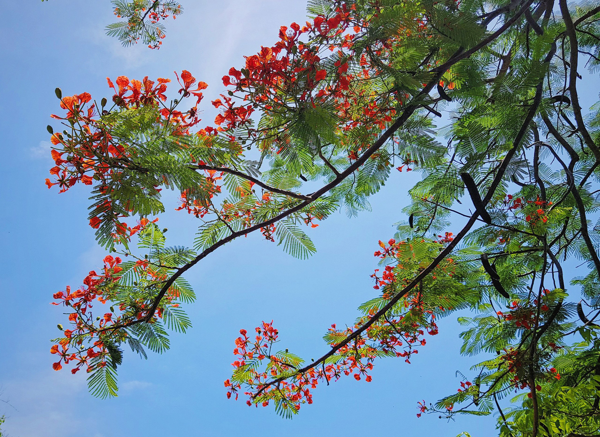 Giới trẻ S&agrave;i G&ograve;n truyền tai nhau trải nghiệm con đường m&ugrave;a h&egrave; đẹp nhất th&agrave;nh phố biển Vũng T&agrave;u - Ảnh 8.