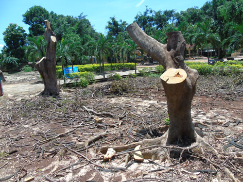 Phải biết giữ cây xanh trường học - Ảnh 2.