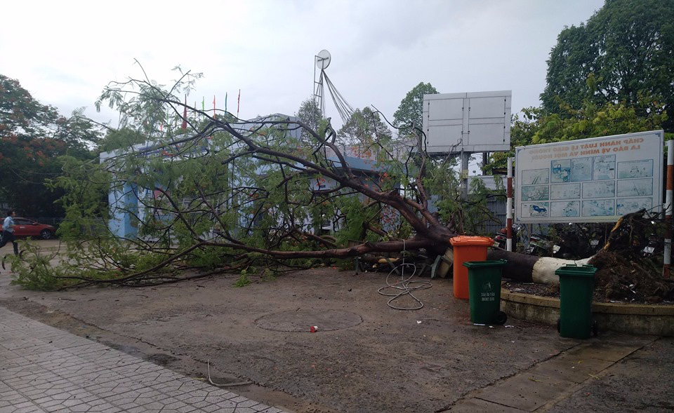 C&acirc;y phượng lớn lại bật gốc trong s&acirc;n trường, 3 nữ sinh bị nh&aacute;nh c&acirc;y va v&agrave;o - Ảnh 1.