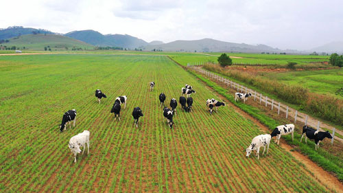 Vinamilk giữ vững tốp 50 c&ocirc;ng ty ni&ecirc;m yết tốt nhất Việt Nam năm 2020 - Ảnh 1.