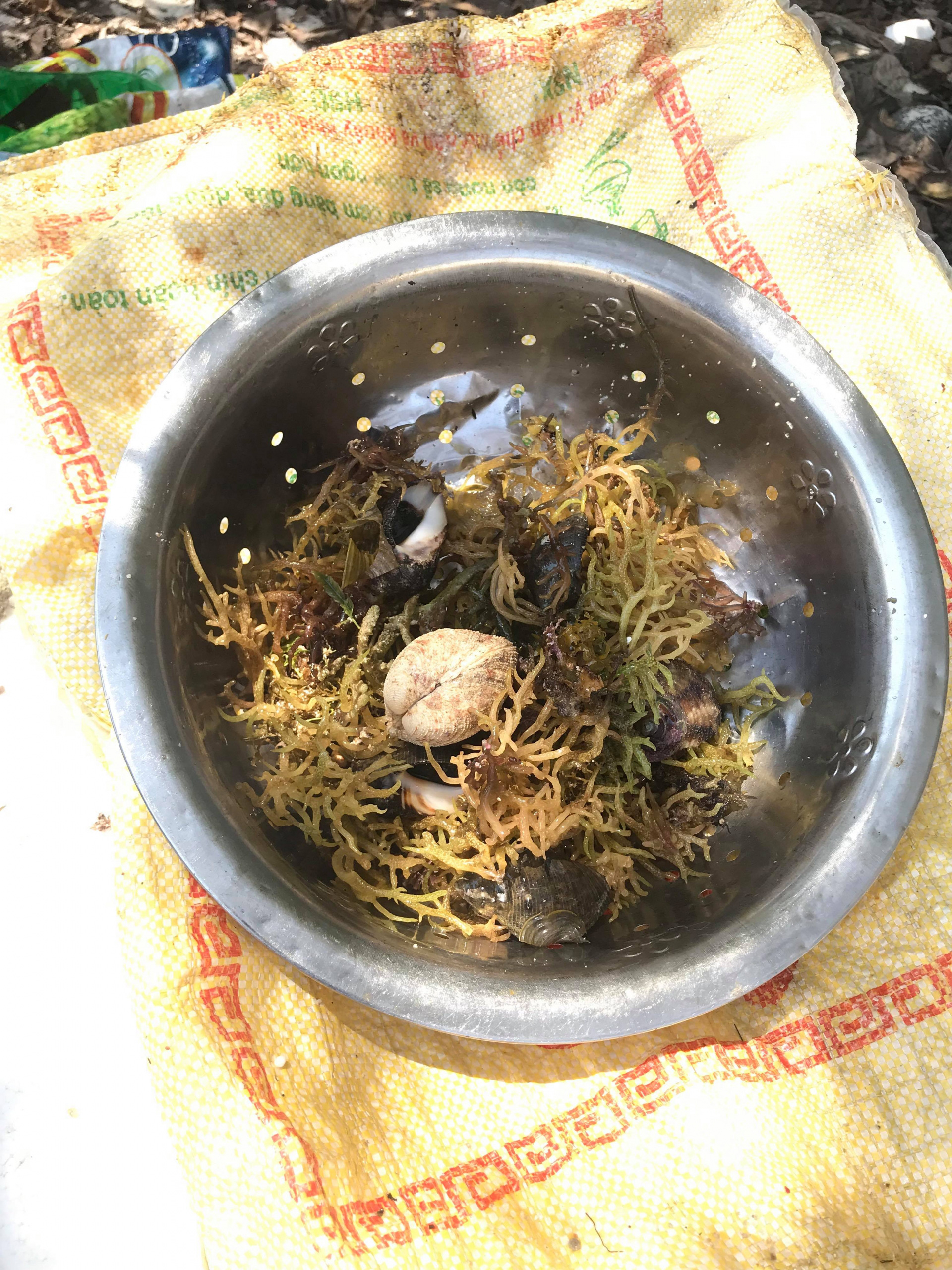 M&ugrave;a săn nhum ở g&agrave;nh đ&aacute; Ch&acirc;u Me - Ảnh 4.