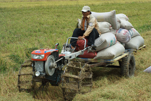 Gạo Việt tăng gi&aacute;, n&ocirc;ng d&acirc;n phấn khởi - Ảnh 1.