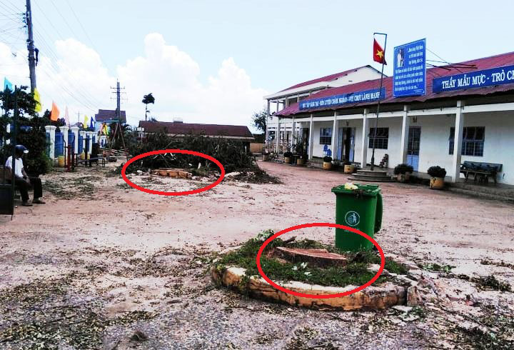 Cho cắt hạ 2 c&acirc;y me t&acirc;y cổ thụ: Hiệu trưởng Trường THCS L&ecirc; Lợi n&oacute;i g&igrave;? - Ảnh 8.