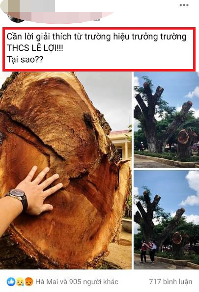 Cho cắt hạ 2 c&acirc;y me t&acirc;y cổ thụ: Hiệu trưởng Trường THCS L&ecirc; Lợi n&oacute;i g&igrave;? - Ảnh 6.