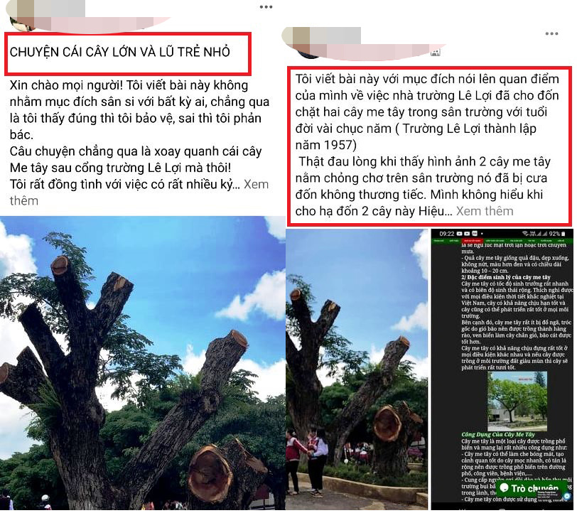 Cho cắt hạ 2 c&acirc;y me t&acirc;y cổ thụ: Hiệu trưởng Trường THCS L&ecirc; Lợi n&oacute;i g&igrave;? - Ảnh 7.