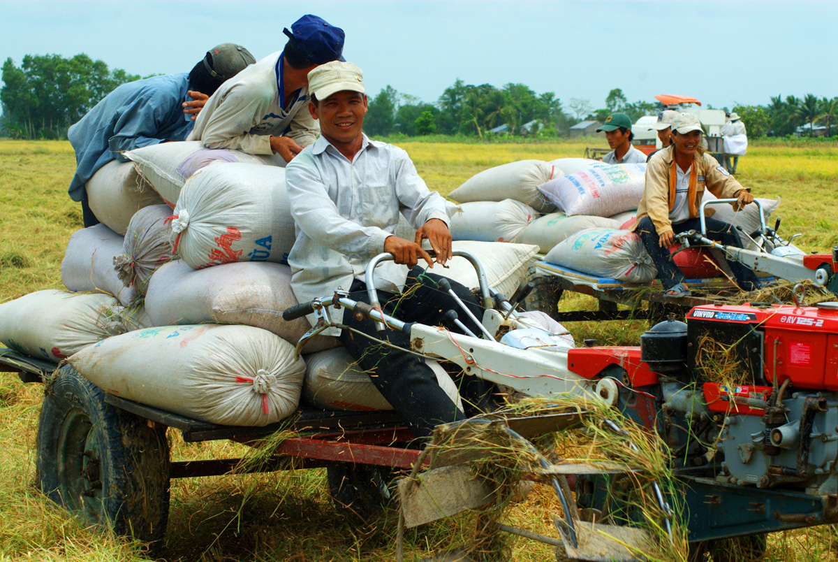 Vị thế gạo Việt