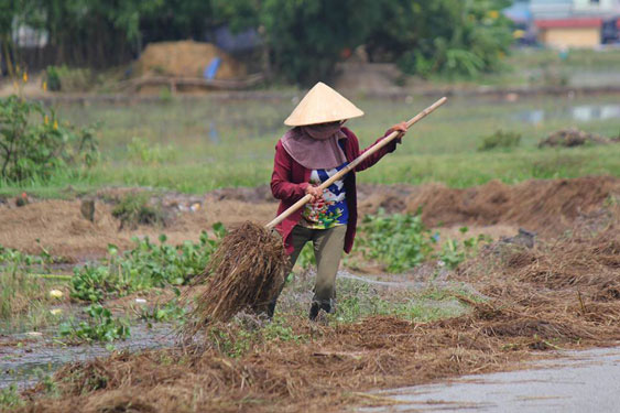 Làng quê mùa nam nóng