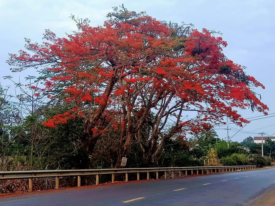 Phượng vĩ tuyệt đẹp gãy đổ, Quốc lộ 26 ùn tắc