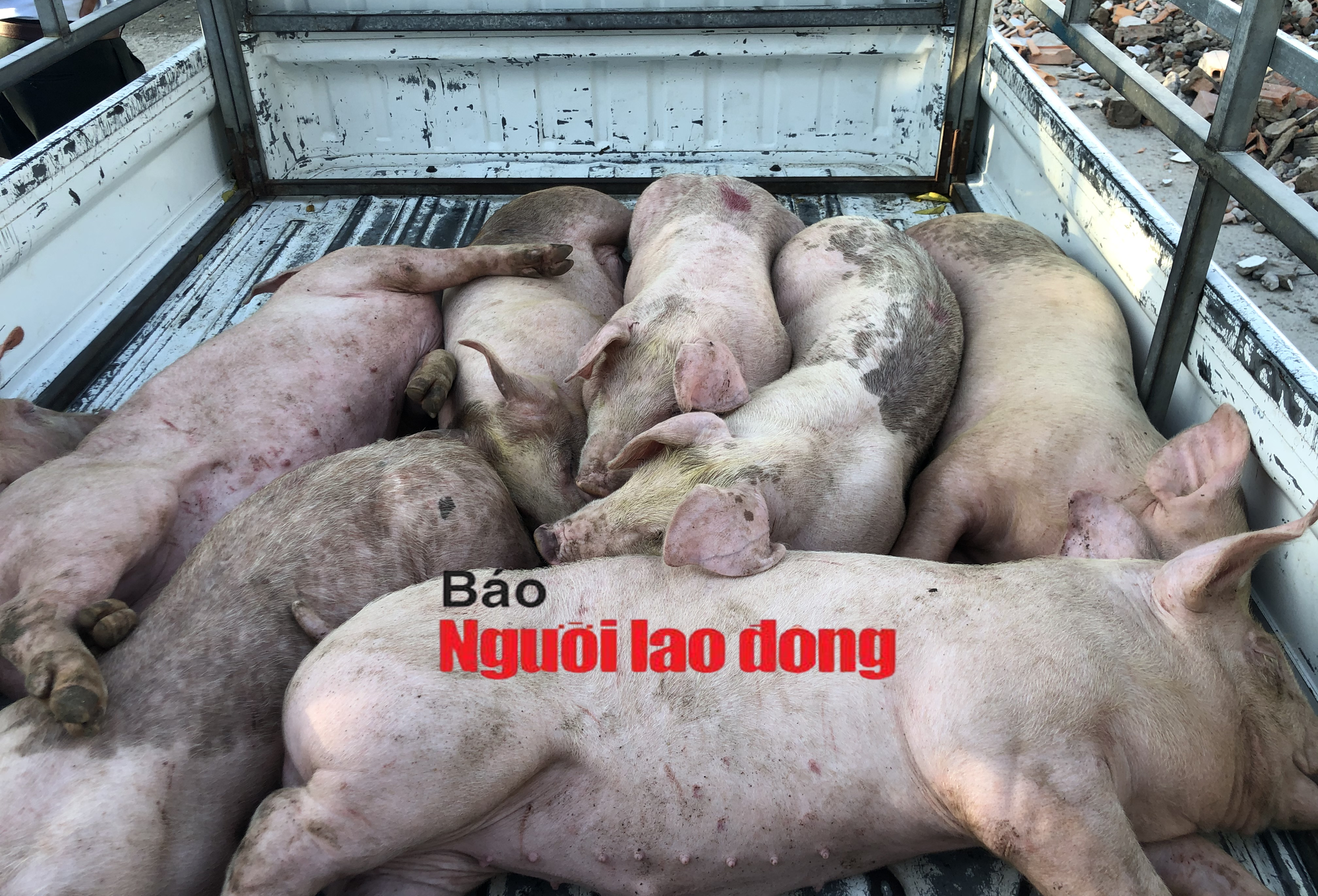 Mật phục bắt chủ trang trại b&aacute;n cho d&acirc;n con giống nhiễm dịch tả heo ch&acirc;u Phi  - Ảnh 2.
