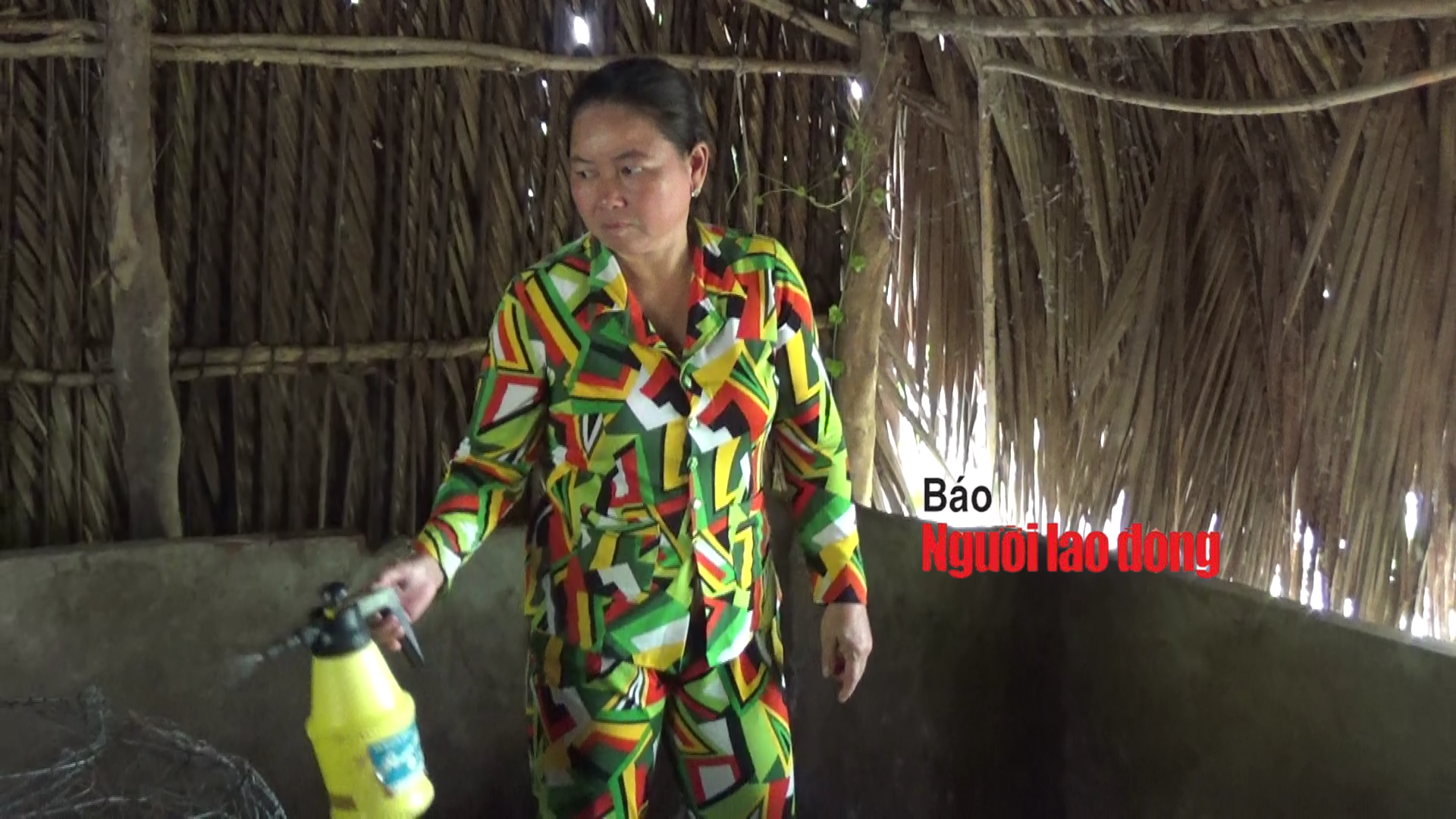 Mật phục bắt chủ trang trại b&aacute;n cho d&acirc;n con giống nhiễm dịch tả heo ch&acirc;u Phi  - Ảnh 3.