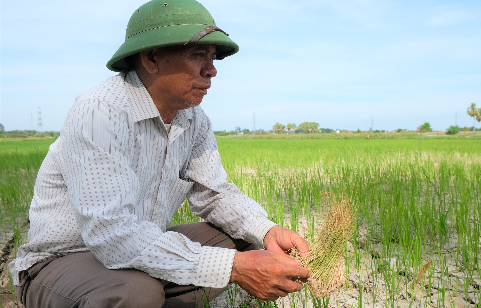 Hàng ngàn ha lúa chết cháy, ruộng đồng nứt toác vì đợt nắng nóng kỉ lục