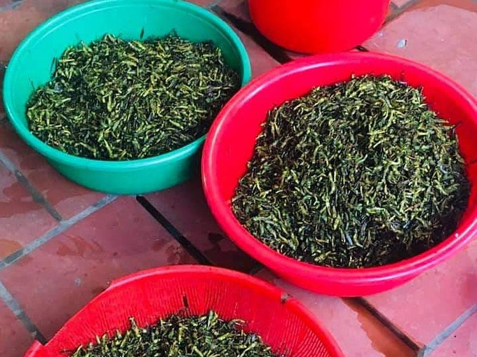 Gần 300.000 đồng một kg châu chấu