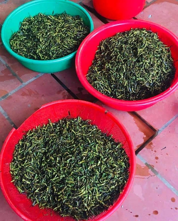 Gần 300.000 đồng một kg châu chấu - Ảnh 1.