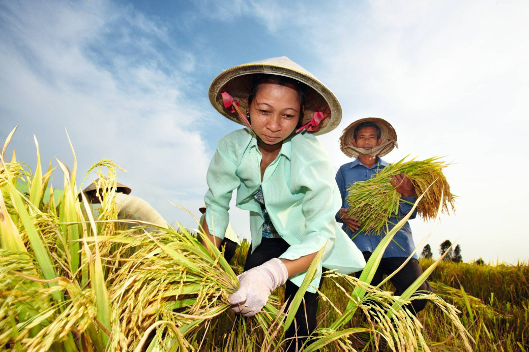 Bayer hỗ trợ nông hộ nhỏ canh tác thuận lợi hơn