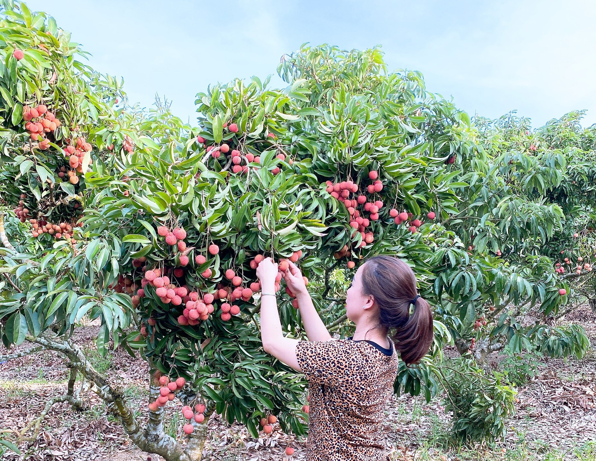 Trái cây Việt Nam rộng cửa sang Nhật