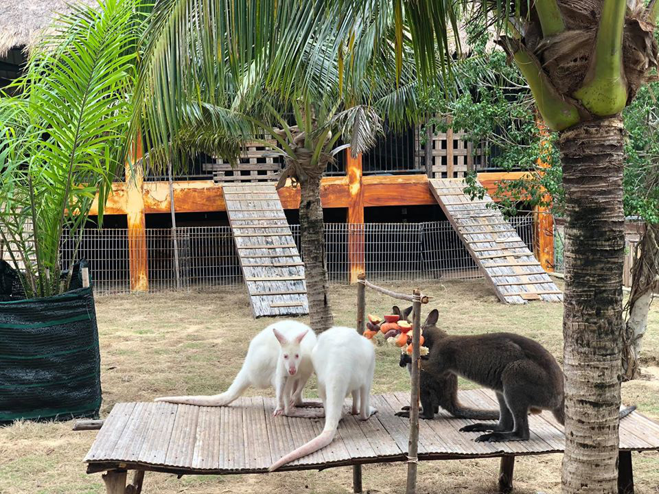 Gh&eacute; FLC Zoo Safari xem hổ săn mồi, chơi c&ugrave;ng voi v&agrave; chuột t&uacute;i Wallaby - Ảnh 3.