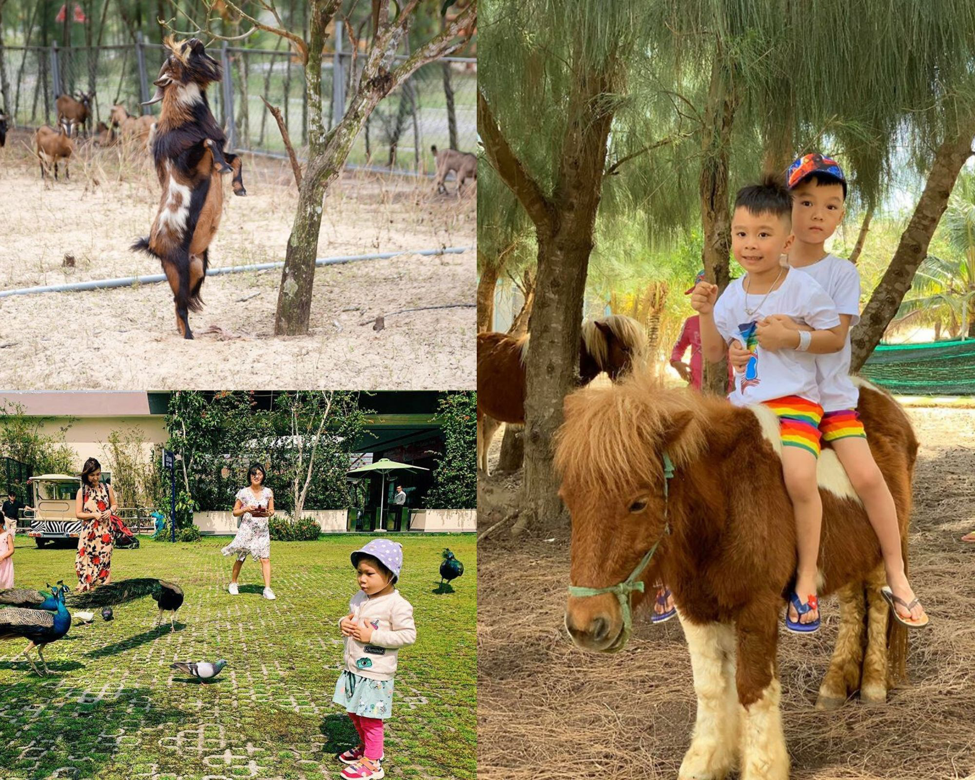 Gh&eacute; FLC Zoo Safari xem hổ săn mồi, chơi c&ugrave;ng voi v&agrave; chuột t&uacute;i Wallaby - Ảnh 8.