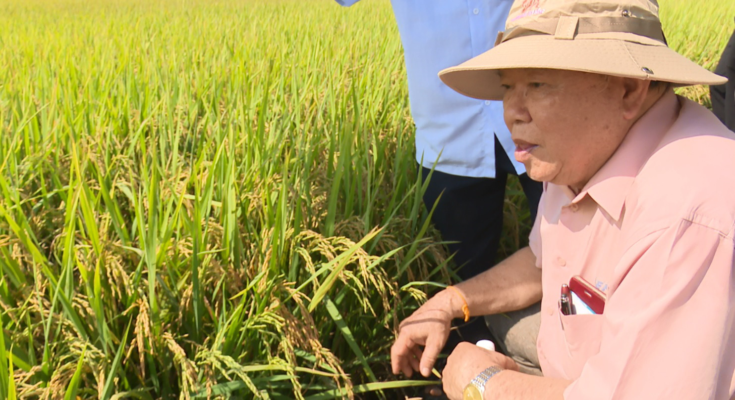 NÔNG DÂN MIỀN TÂY BẮT TAY LÀM “NGƯỜI TỬ TẾ” (*): Gầy dựng thương hiệu cho nông sản