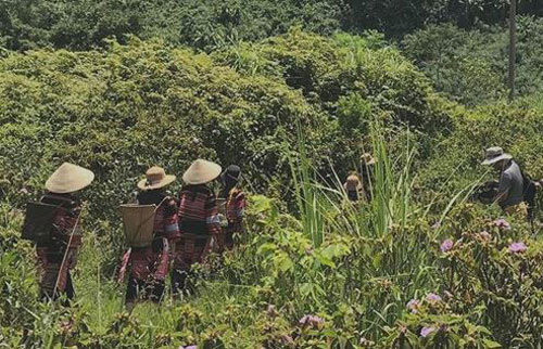 Hào hứng với sim rừng An Lão