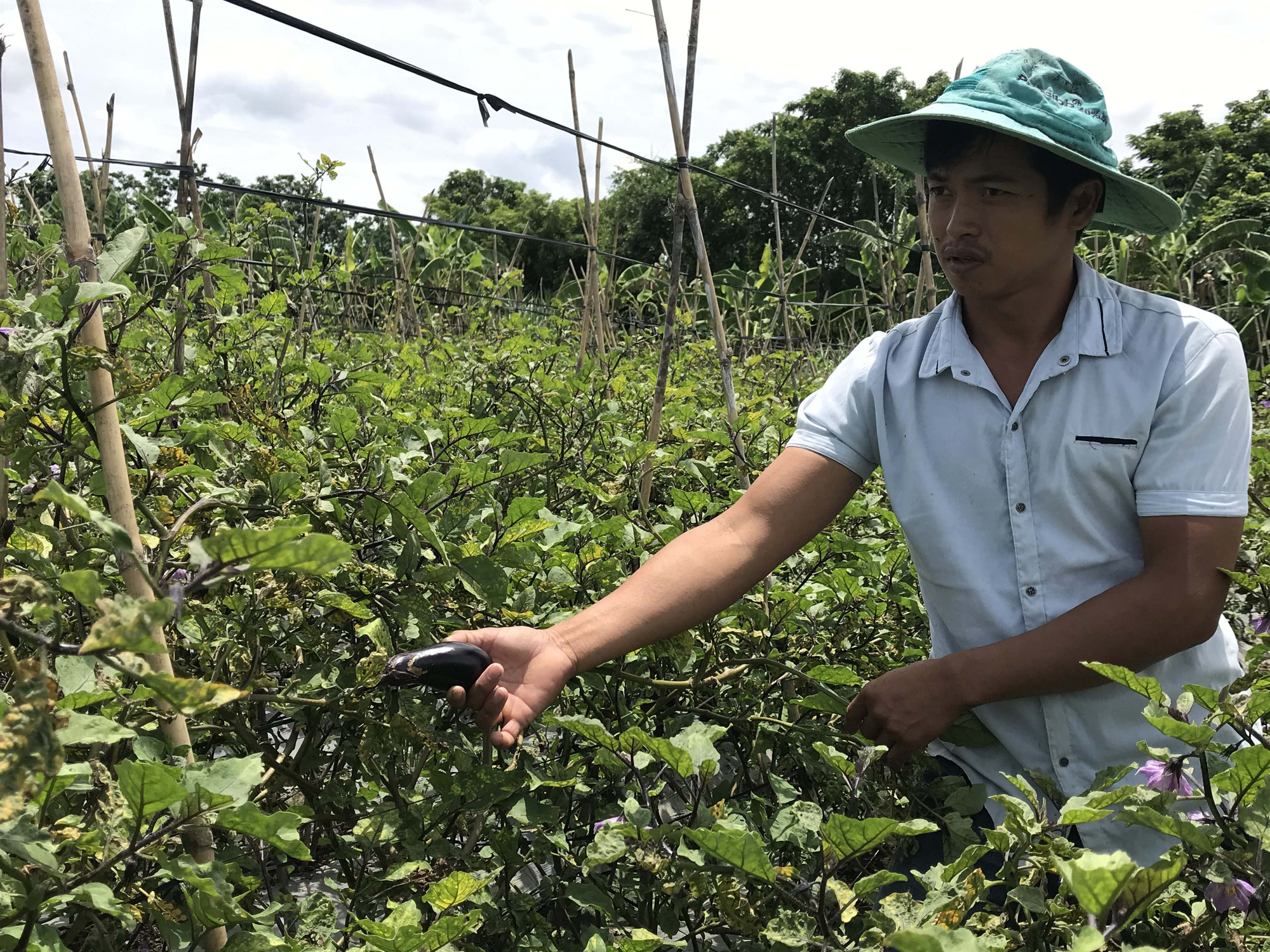 Liên kết trồng cà tím rồi... "tím mặt"