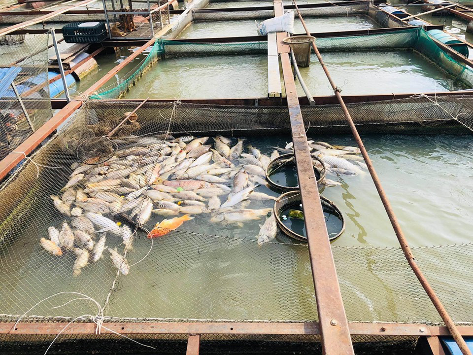 Cá bè lại chết hàng loạt trên sông Đồng Nai