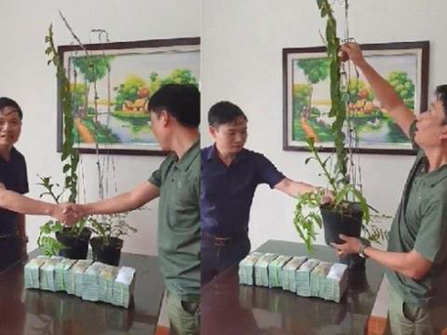 Cơn sốt lan phi điệp đột biến: Bong b&oacute;ng đang vỡ rồi - Ảnh 1.