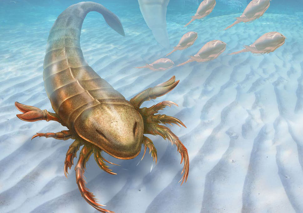 Phát hiện "vua bọ cạp" to hơn con người, móng vuốt khủng long