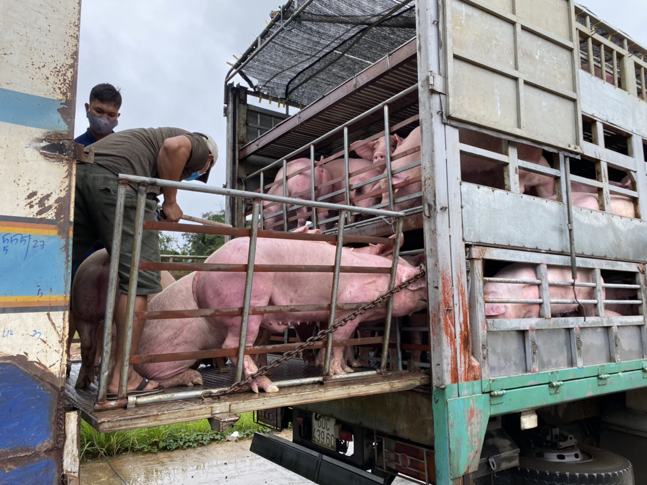 Heo thịt Thái Lan từng không cạnh tranh được với heo Việt, phải bán lỗ vốn