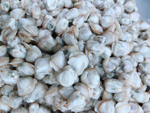 Hến ngọt sau m&ugrave;a mặn - Ảnh 3.