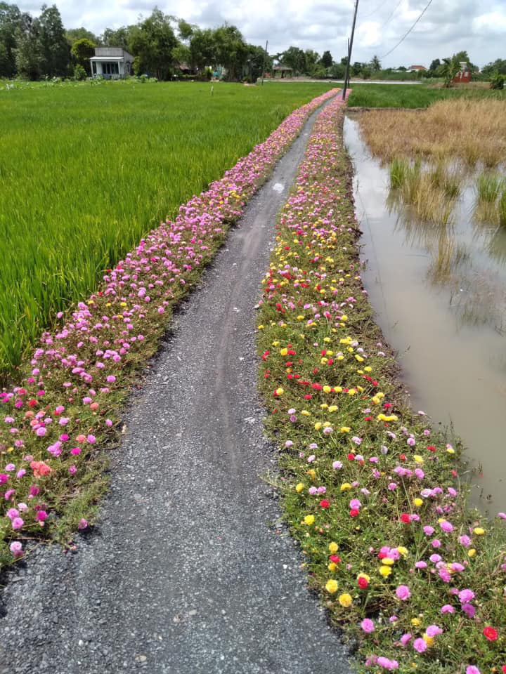 Chống xả rác, nhiều đường hoa đẹp xuất hiện ở Bình Chánh