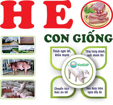 Con giống tốt, thịt heo chất lượng