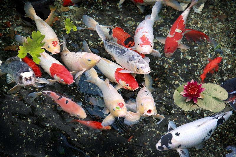 Đà Nẵng: Hai thanh niên trộm đàn cá Koi gần trăm triệu đồng, nấu làm mồi nhậu