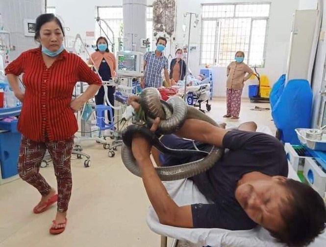 Người đàn ông ôm con rắn hổ mang chúa 4,5 kg vào bệnh viện