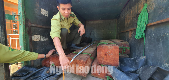Lâm tặc lái xe chở gỗ vi phạm tông thẳng lực lượng kiểm lâm