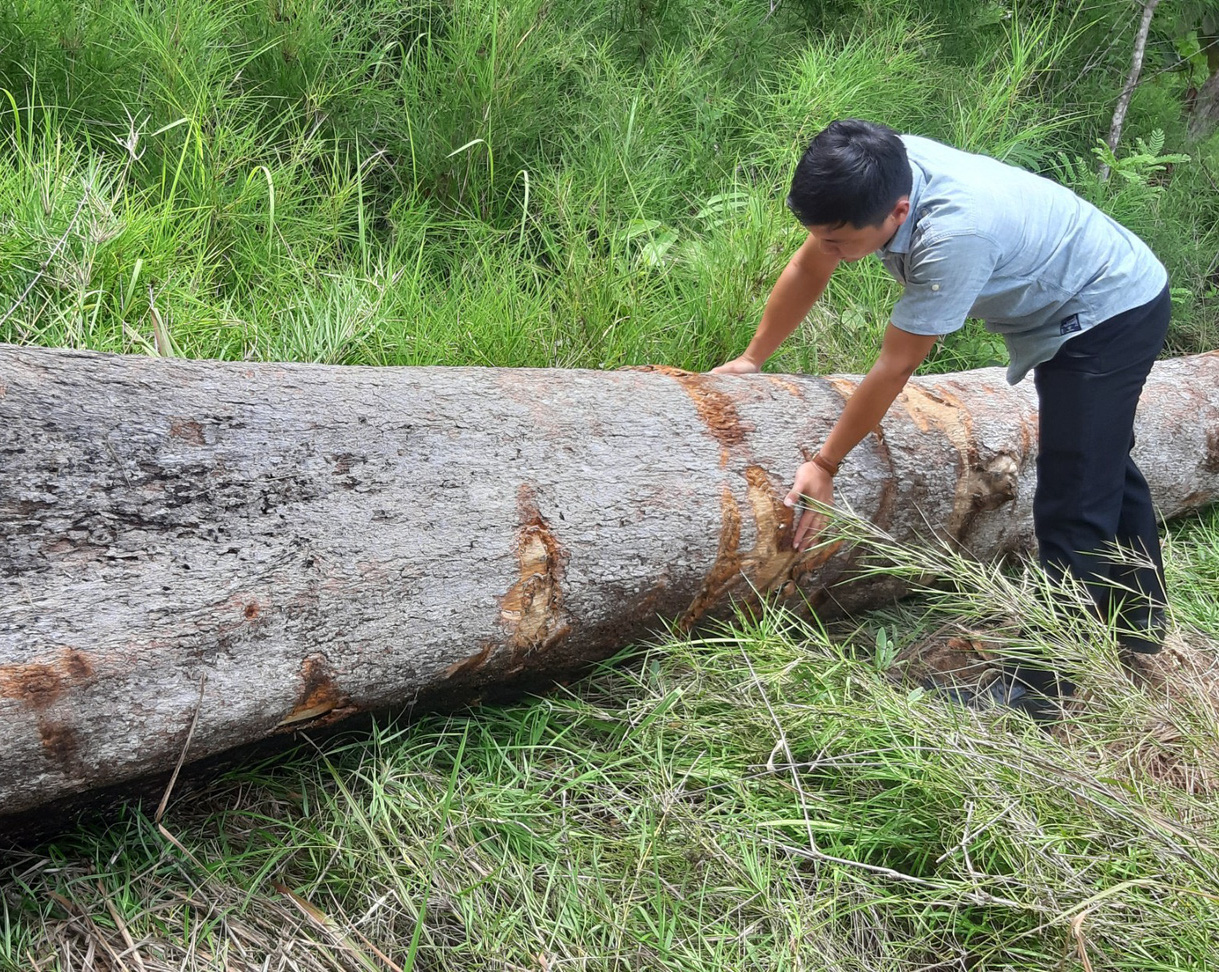 Chở gỗ lậu, người đàn ông bị gỗ đè chết