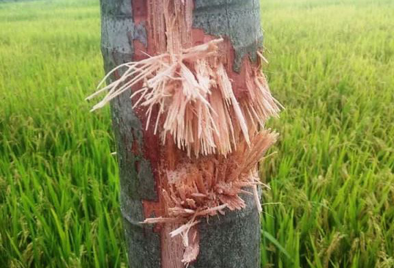 Vụ nổ chết người ở Quảng Nam: Nghi đầu đạn pháo cỡ lớn phát nổ - Ảnh 1.