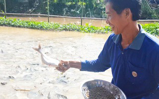 Ngắm đàn cá tự nhiên hàng ngàn con kéo đến trước nhà dân "ăn nhờ ở đậu".