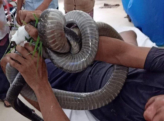 Nọc độc rắn hổ mang chúa 4,6kg ở núi Bà Đen "biến mất" khỏi người nạn nhân cách nào?